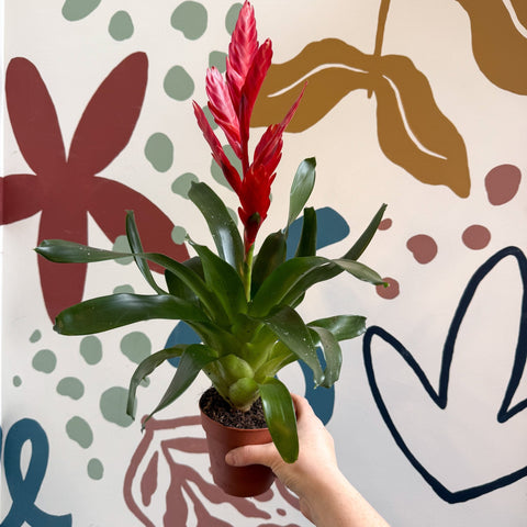 Vriesea ‘Twinkle’ - Flaming Sword Bromeliad - Sprouts of Bristol