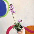 Wallflower - Erysimum 'Bowles's Mauve' - Cotswold Grown Perennial - Sprouts of Bristol