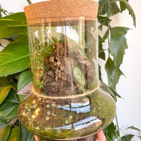 Warped Jungle Jar - Bioactive Terrarium - Sprouts of Bristol