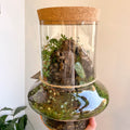 Warped Jungle Jar - Bioactive Terrarium - Sprouts of Bristol