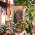 Warped Jungle Jar - Bioactive Terrarium - Sprouts of Bristol