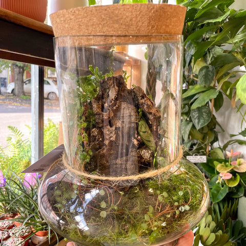 Warped Jungle Jar - Bioactive Terrarium - Sprouts of Bristol