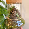 Warped Jungle Jar - Bioactive Terrarium - Sprouts of Bristol