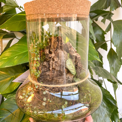 Warped Jungle Jar - Bioactive Terrarium - Sprouts of Bristol