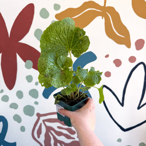 Wasabi Japonica 'Mephisto Green' - Cotswolds Grown Culinary Herbs - Sprouts of Bristol