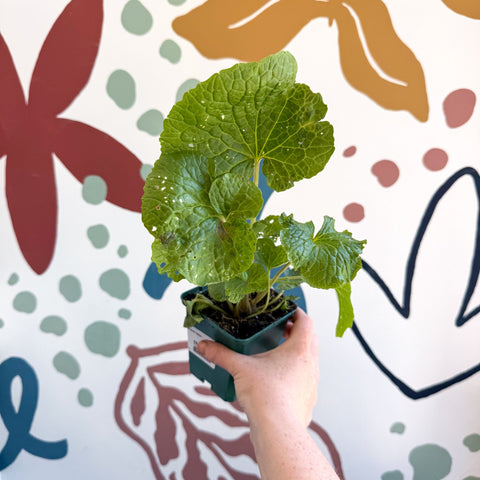 Wasabi Japonica 'Mephisto Green' - Cotswolds Grown Culinary Herbs - Sprouts of Bristol