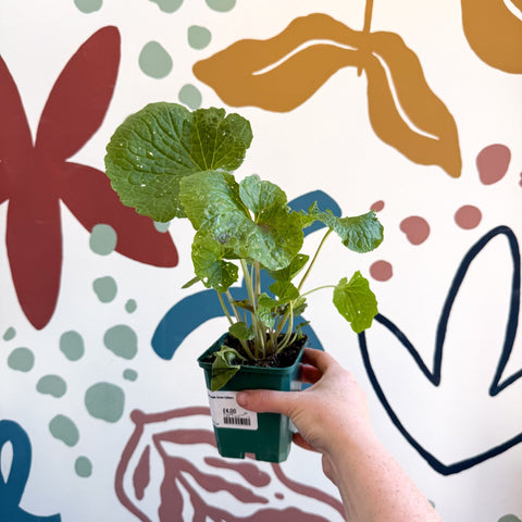 Wasabi Japonica 'Mephisto Green' - Cotswolds Grown Culinary Herbs - Sprouts of Bristol