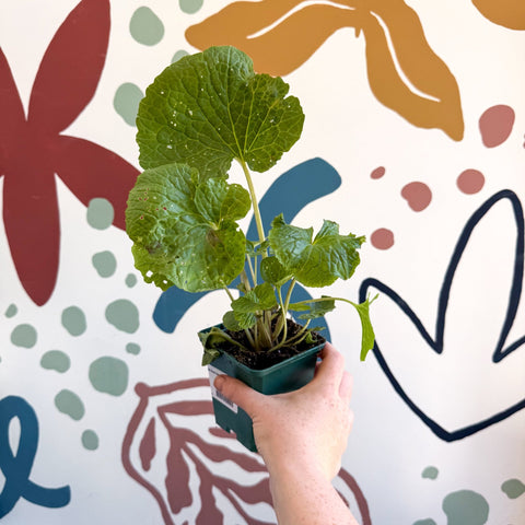 Wasabi Japonica 'Mephisto Green' - Cotswolds Grown Culinary Herbs - Sprouts of Bristol