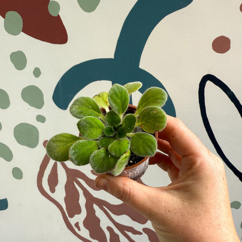 Whirlpool Plant - Petrocosmea iodioides - Welsh Grown - Sprouts of Bristol