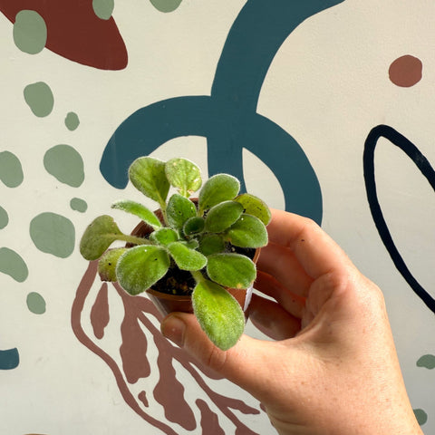 Whirlpool Plant - Petrocosmea iodioides - Welsh Grown - Sprouts of Bristol