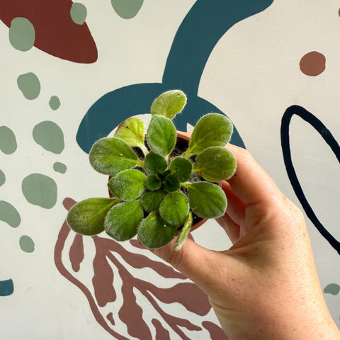 Whirlpool Plant - Petrocosmea iodioides - Welsh Grown - Sprouts of Bristol