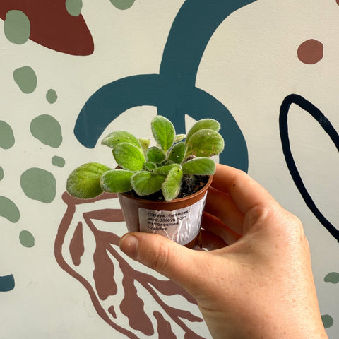 Whirlpool Plant - Petrocosmea iodioides - Welsh Grown - Sprouts of Bristol