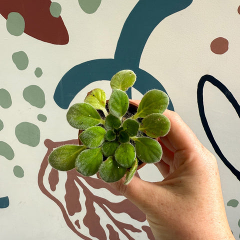 Whirlpool Plant - Petrocosmea iodioides - Welsh Grown - Sprouts of Bristol