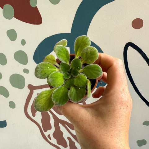 Whirlpool Plant - Petrocosmea iodioides - Welsh Grown - Sprouts of Bristol