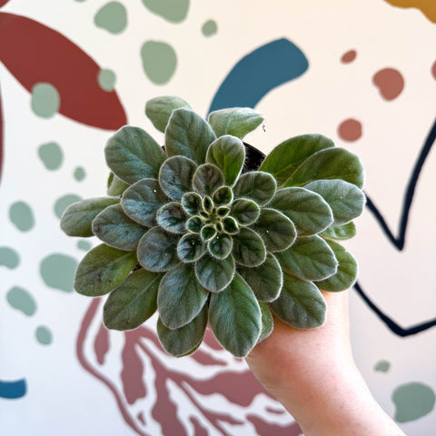 Whirlpool Plant - Petrocosmea sericea - Welsh Grown - Sprouts of Bristol