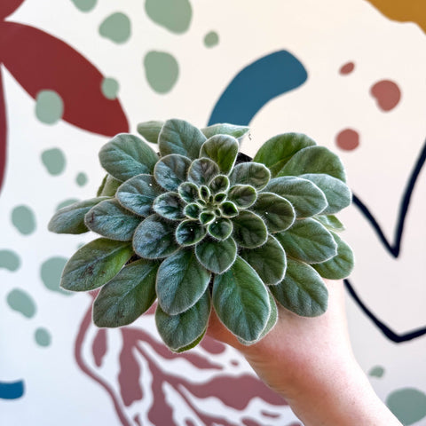 Whirlpool Plant - Petrocosmea sericea - Welsh Grown - Sprouts of Bristol