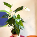 White Flamingo Flower - Anthurium andraeanum 'White Champion' - Sprouts of Bristol