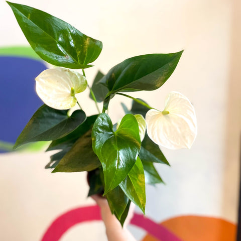 White Flamingo Flower - Anthurium andraeanum 'White Champion' - Sprouts of Bristol