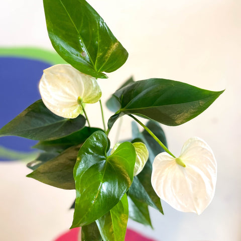 White Flamingo Flower - Anthurium andraeanum 'White Champion' - Sprouts of Bristol