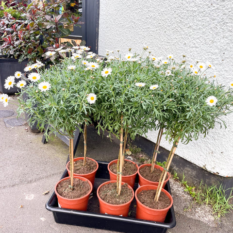 White Marguerite Daisy Standard Tree - Argyranthemum frutescens - Sprouts of Bristol