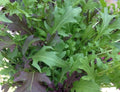 Wild Rocket Salad Herb Garden Seedball Tubes - Sprouts of Bristol