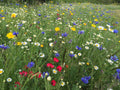 Wildflower Seed Ball Jar – Grow Your Own Wildflowers - Sprouts of Bristol