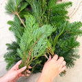 Winter Mix Foliage Branch Selection – Fresh Christmas Craft Greens for Wreaths, Garlands & Festive Floristry - Sprouts of Bristol