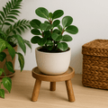 Wooden Tripod Plant Stand – Three Leg Stool Table - Sprouts of Bristol