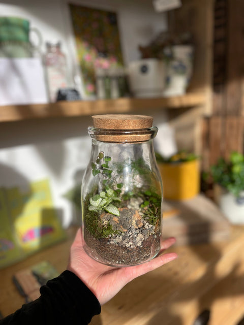 Woodland Jar Bioactive Terrarium - Sprouts of Bristol