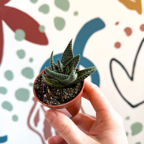 royal highness succulent xGasterhaworthia 'Royal Highness' – Regal Zebra Plant – Sprouts of Bristol