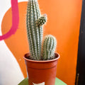 Xique-Xique Cactus - Pilosocereus gounellei - Sprouts of Bristol