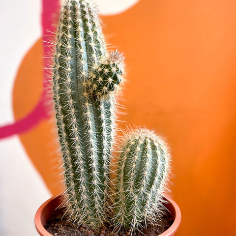 Xique-Xique Cactus - Pilosocereus gounellei - Sprouts of Bristol