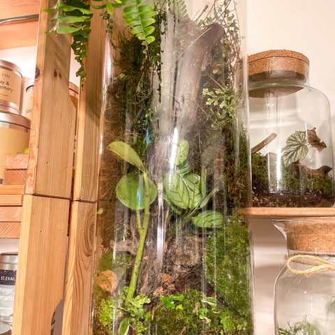 XL Cylinder Vase - Bioactive Terrarium - Sprouts of Bristol