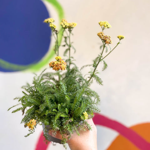 Yarrow - Achillea millefolium 'Desert Eve Terracotta' - British Grown Herbaceous Perennial - Sprouts of Bristol