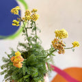 Yarrow - Achillea millefolium 'Desert Eve Terracotta' - British Grown Herbaceous Perennial - Sprouts of Bristol