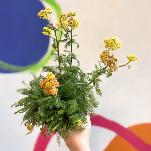 Yarrow - Achillea millefolium 'Desert Eve Terracotta' - British Grown Herbaceous Perennial - Sprouts of Bristol