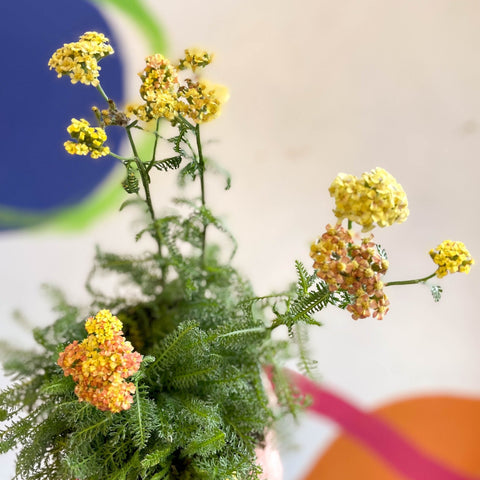 Yarrow - Achillea millefolium 'Desert Eve Terracotta' - British Grown Herbaceous Perennial - Sprouts of Bristol