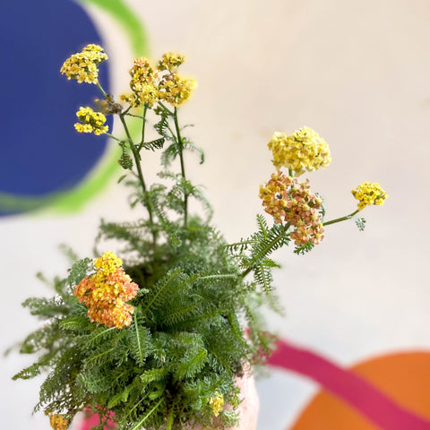 Yarrow - Achillea millefolium 'Desert Eve Terracotta' - British Grown Herbaceous Perennial - Sprouts of Bristol