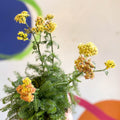 Yarrow - Achillea millefolium 'Desert Eve Terracotta' - British Grown Herbaceous Perennial - Sprouts of Bristol