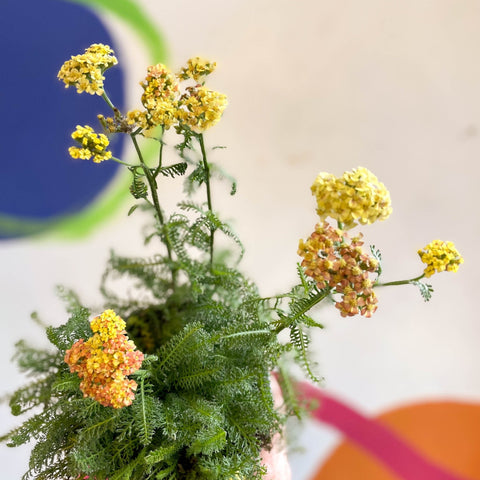 Yarrow - Achillea millefolium 'Desert Eve Terracotta' - British Grown Herbaceous Perennial - Sprouts of Bristol