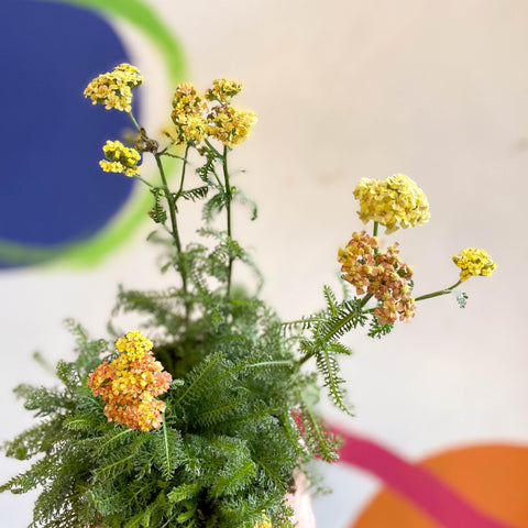 Yarrow - Achillea millefolium 'Desert Eve Terracotta' - British Grown Herbaceous Perennial - Sprouts of Bristol