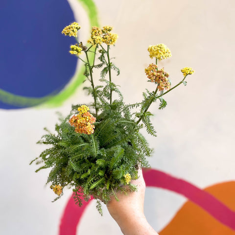 Yarrow - Achillea millefolium 'Desert Eve Terracotta' - British Grown Herbaceous Perennial - Sprouts of Bristol