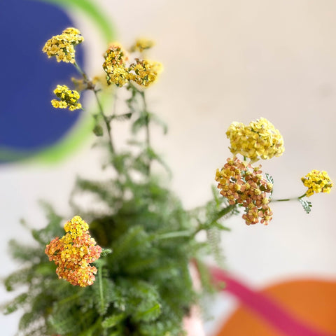 Yarrow - Achillea millefolium 'Desert Eve Terracotta' - British Grown Herbaceous Perennial - Sprouts of Bristol