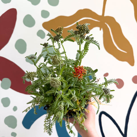 Yarrow - Achillea millefolium 'Milly Rock Mixmaster's Dance' - British Grown Herbaceous Perennial - Sprouts of Bristol
