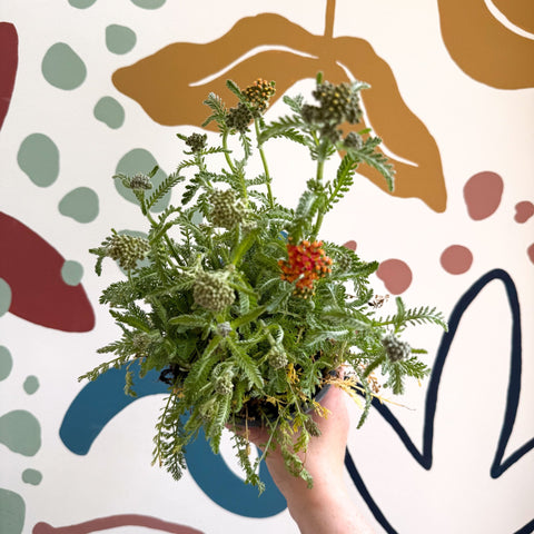 Yarrow - Achillea millefolium 'Milly Rock Mixmaster's Dance' - British Grown Herbaceous Perennial - Sprouts of Bristol