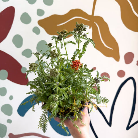 Yarrow - Achillea millefolium 'Milly Rock Mixmaster's Dance' - British Grown Herbaceous Perennial - Sprouts of Bristol