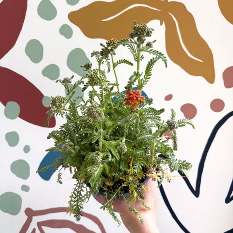 Yarrow - Achillea millefolium 'Milly Rock Mixmaster's Dance' - British Grown Herbaceous Perennial - Sprouts of Bristol
