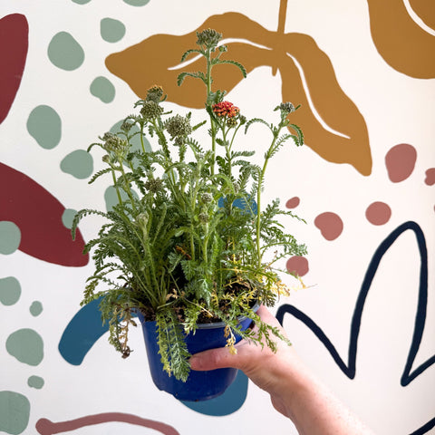 Yarrow - Achillea millefolium 'Milly Rock Mixmaster's Dance' - British Grown Herbaceous Perennial - Sprouts of Bristol