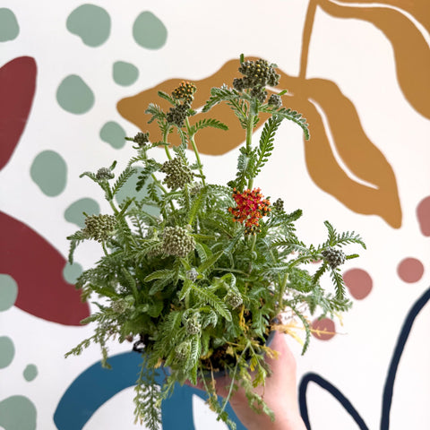 Yarrow - Achillea millefolium 'Milly Rock Mixmaster's Dance' - British Grown Herbaceous Perennial - Sprouts of Bristol