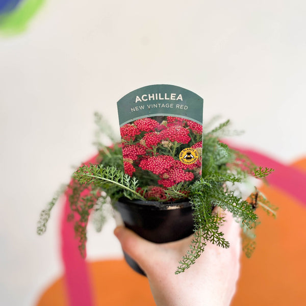 Yarrow Achillea millefolium 'New Vintage Red' British Grown Herbaceous  Perennial 12cm